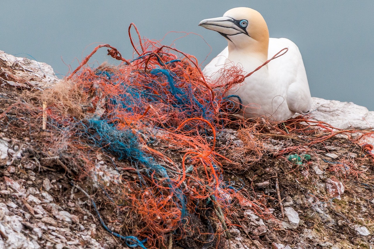 What's the deal with Single-Use Plastics?